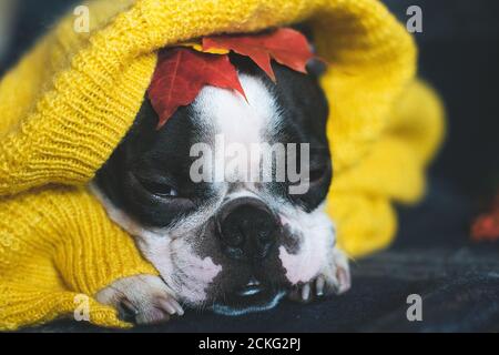 Autumn portrait of a Boston Terrier dog wrapped in a warm cozy yellow sweater at home.  Stock Photo