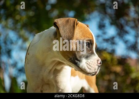 Young boxer dog looking sideways, sunny day Stock Photo