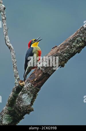 Yellow-fronted Woodpecker (Melanerpes flavifrona) adult male clinging to a dead tree calling  REGUA, Atlantic Rainforest, Brazil    July Stock Photo