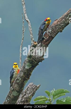 Yellow-fronted Woodpecker (Melanerpes flavifrona) two adult males clinging to a dead tree' one stretching wing  REGUA, Atlantic Rainforest, Brazil Stock Photo