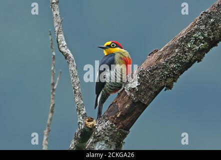 Yellow-fronted Woodpecker (Melanerpes flavifrona) adult male clinging to a dead tree   REGUA, Atlantic Rainforest, Brazil    July Stock Photo