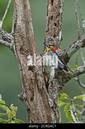 Yellow-fronted Woodpecker (Melanerpes flavifrona) adult male clinging to a dead tree stretching wing  REGUA, Atlantic Rainforest, Brazil    July Stock Photo