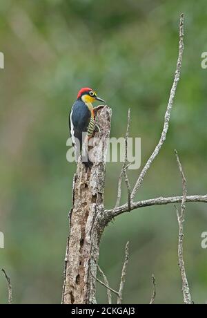 Yellow-fronted Woodpecker (Melanerpes flavifrona) adult male clinging to a dead tree   REGUA, Atlantic Rainforest, Brazil    July Stock Photo
