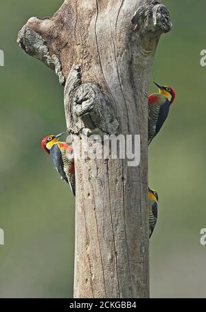 Yellow-fronted Woodpecker (Melanerpes flavifrona) three adults clinging to a dead tree calling  REGUA, Atlantic Rainforest, Brazil    July Stock Photo