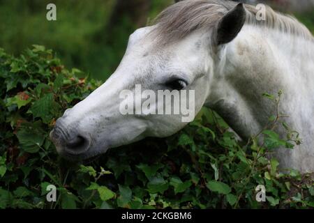 side view of a Connemara pony head over a stone wall in a small rural farm, Galway, Ireland Stock Photo