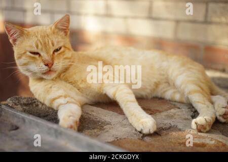 lovely ginger cat resting near the house on a summer day Stock Photo