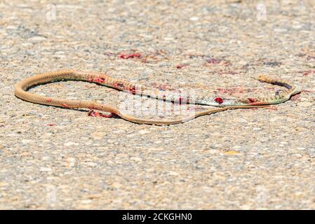 Roadkill. a snake was run over by a vehicle on a road in the Negev Desert, Israel Stock Photo