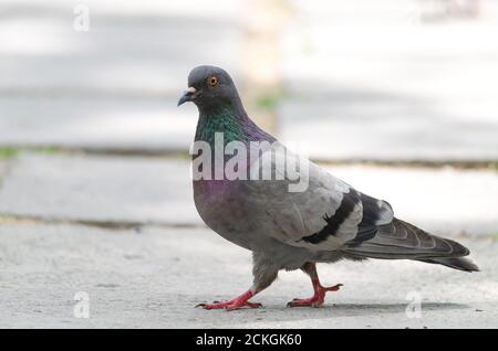 Beautiful pigeon walking on asphalt side view, close-up Stock Photo