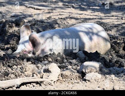 16 September 2020, Brandenburg, Nieder Fläming/Ot Reinsdorf: A domestic pig lies in the mud on the farm of the Fläminger Genussland GmbH. The Brandenburg Minister of Agriculture Vogel visited regional direct marketers and also the farm of the Fläminger Genussland GmbH during a day trip. In addition to keeping domestic and mangalica pigs, 'regenerative agriculture' is practised on the farm, where no pesticides or artificial fertilisers are used. Photo: Soeren Stache/dpa-Zentralbild/dpa Stock Photo