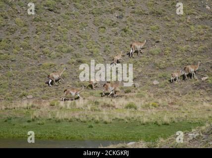 Herd of guanacos Lama guanicoe. Torres del Paine National Park. Ultima Esperanza Province. Magallanes and Chilean Antarctic Region. Chile. Stock Photo