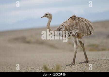 Darwin's rhea Rhea pennata in the Pecket Harbour Reserve. Magallanes Province. Magallanes and Chilean Antarctic Region. Chile. Stock Photo