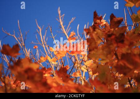 looking up towards the blue autumn sky and the tops of a plane tree covered in bright orange and yellow leaves, autumn background Stock Photo