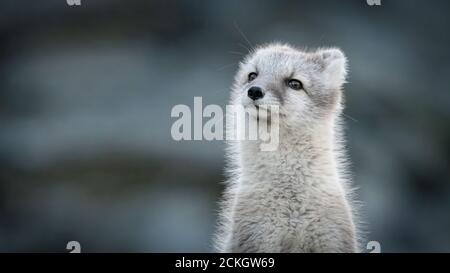 Arctic fox (Vulpes lagopus) Stock Photo