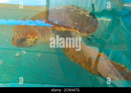 The National Sea Turtle Rescue Center operated by the Israel Nature and Parks Authority. The center was established in 1999 by the Israel Nature and P Stock Photo