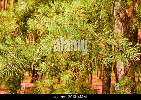 Coniferous tree branch with water drops. Macro shot Stock Photo