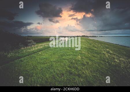 Sheep on a dike along the banks of the IJsselmeer near Makkum with threatening thunderstorms drifting rain clouds above it during the sunset Stock Photo