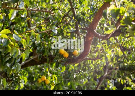 pears growing on a pear tree with sunlight shining through the leaves Stock Photo
