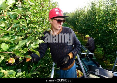 Vilemov, Czech Republic. 16th Sep, 2020. Harvest of apples in an apple orchard of Collective farm Senice, on September 16, 2020, in Vilemov, Olomouc Region, Czech Republic. Credit: Ludek Perina/CTK Photo/Alamy Live News Stock Photo