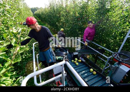 Vilemov, Czech Republic. 16th Sep, 2020. Harvest of apples in an apple orchard of Collective farm Senice, on September 16, 2020, in Vilemov, Olomouc Region, Czech Republic. Credit: Ludek Perina/CTK Photo/Alamy Live News Stock Photo