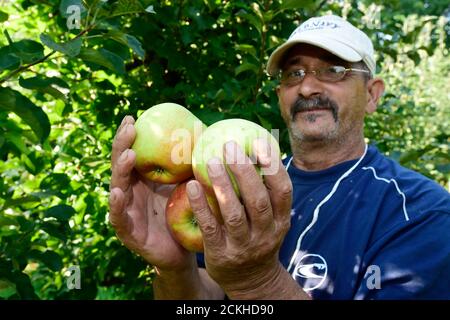 Vilemov, Czech Republic. 16th Sep, 2020. Harvest of apples in an apple orchard of Collective farm Senice, on September 16, 2020, in Vilemov, Olomouc Region, Czech Republic. Credit: Ludek Perina/CTK Photo/Alamy Live News Stock Photo