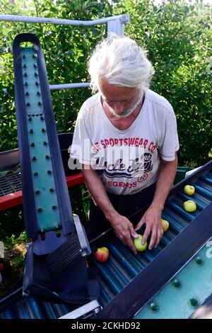 Vilemov, Czech Republic. 16th Sep, 2020. Harvest of apples in an apple orchard of Collective farm Senice, on September 16, 2020, in Vilemov, Olomouc Region, Czech Republic. Credit: Ludek Perina/CTK Photo/Alamy Live News Stock Photo