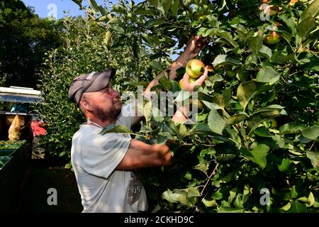 Vilemov, Czech Republic. 16th Sep, 2020. Harvest of apples in an apple orchard of Collective farm Senice, on September 16, 2020, in Vilemov, Olomouc Region, Czech Republic. Credit: Ludek Perina/CTK Photo/Alamy Live News Stock Photo