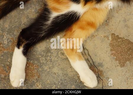 two tricolor kitty paws on the stone floor, top view Stock Photo