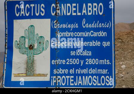 Information sign on cactus Browningia candelaris in the Arica y Parinacota Region. Chile. Stock Photo