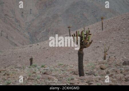 Cactus Browningia candelaris in the Arica y Parinacota Region. Chile. Stock Photo