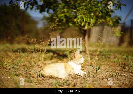 happy ginger white cat rest in sunny summer garden Stock Photo