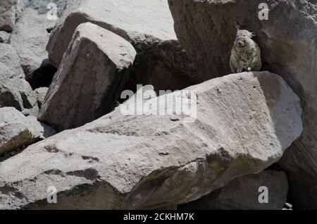 Southern viscacha Lagidium viscacia on a rock. Las Cuevas. Lauca National Park. Arica y Parinacota Region. Chile. Stock Photo