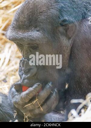 Gorilla at Zoo Zürich Stock Photo