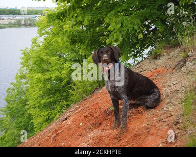 Hunting dog of the German breed with a beard. Color brown smooth-haired, stiff-haired. Stock Photo