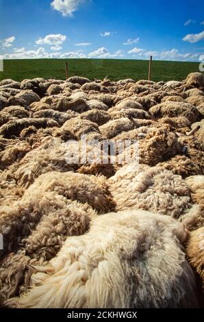 Sheep slaughtered in the 2001 Foot and Mouth disease outbreak in Cumbria, UK. Stock Photo