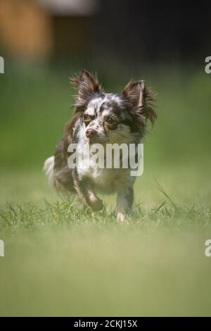 Small mottled Chihuahua rescue dog walks on a lawn Stock Photo