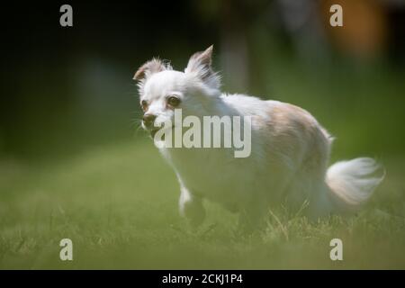 Small white and beige crossbred Chihuahua rescue dog runs on a lawn Stock Photo