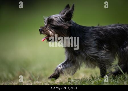 Small multicolored crossbred rescue dog walks on a lawn Stock Photo