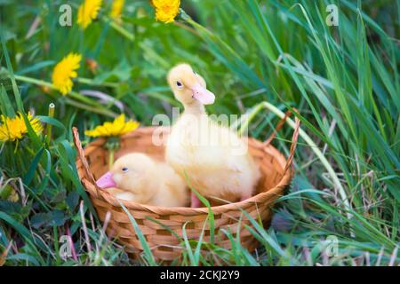 Beautiful ducklings in a basket in nature. Domestic bird. Stock Photo