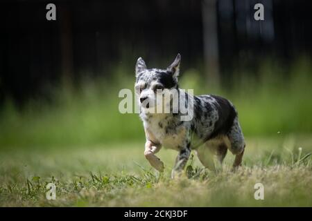 Small mottled crossbred Chihuahua rescue dog walks on a lawn Stock Photo