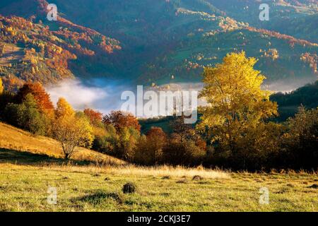 foggy morning in autumn mountains. countryside scenery in fall colors. colorful trees on the hillside. landscape beneath a sky with clouds at sunrise Stock Photo