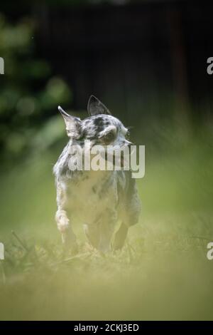 Small mottled crossbred Chihuahua rescue dog walks on a lawn Stock Photo