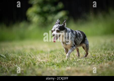 Small mottled crossbred Chihuahua rescue dog walks on a lawn Stock Photo