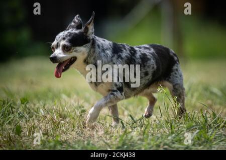 Small mottled crossbred Chihuahua rescue dog walks on a lawn Stock Photo