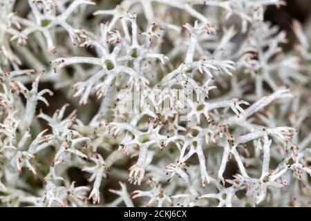 A close-up view of the Cladonia rangiferina, also known as reindeer lichen Stock Photo