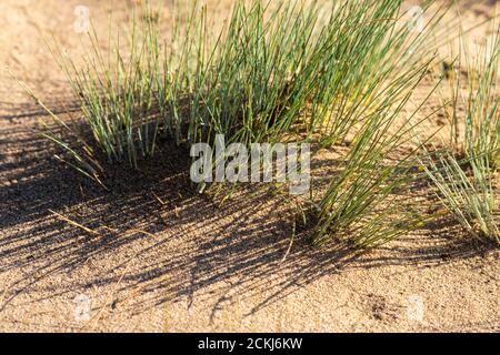 Corynephorus canescens, common name grey hair-grass or gray clubawn grass,, Special Reserve 'Djurdjevac Sands' in Croatia Stock Photo