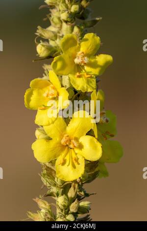 Flowers of the Verbascum phlomoides, the orange mullein Stock Photo