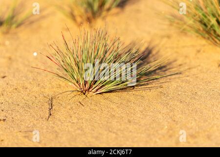 Corynephorus canescens, common name grey hair-grass or gray clubawn grass,, Special Reserve 'Djurdjevac Sands' in Croatia Stock Photo