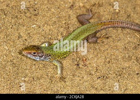 The European green lizard (Lacerta viridis) on a sand Stock Photo