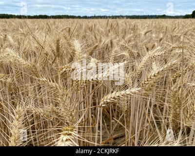 A wheat field on farmland near Hambledon, Surrey, England. The Summer food crop is a week away from harvesting in the Summer sunshine. The grain is gr Stock Photo