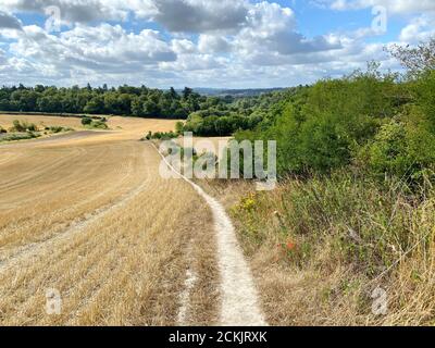 A wheat field on farmland near Guildford, Surrey, England. The Summer food crop is a week away from harvesting in the Summer sunshine. The grain is gr Stock Photo